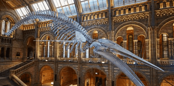 Natural History Museum and Christmas Light Tour 20th November 2021